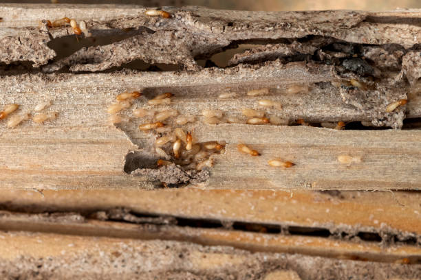 Pest Control for Restaurants in Sissonville, WV